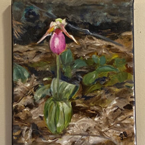 Lady's Slipper by Susan Beers